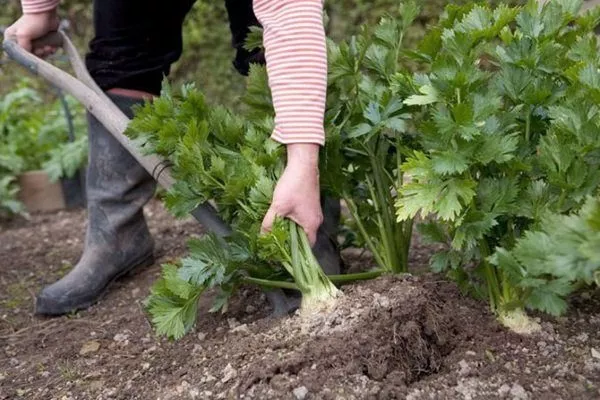 Выращивание корневого сельдерея: посадка и уход, лучшие сорта, отзывы