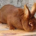 Красные новозеландские кролики