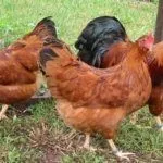 Порода кур Нью-гемпшир