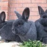 Венские голубые кролики