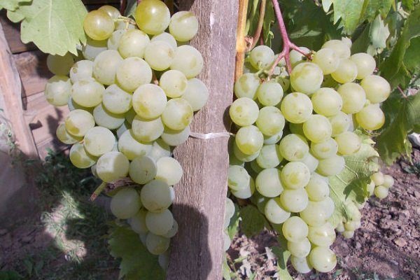 vinograd druzhba