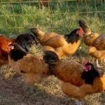 Выгул Форверк