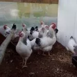 Содержание кур