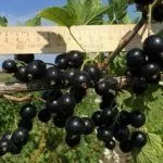 Чёрная смородина Дачница