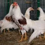 Йокогамский Бентам Феникс