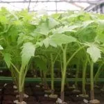 Рассада томатов