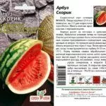 Характеристики арбуза Скорик