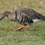 Белолобый гусь