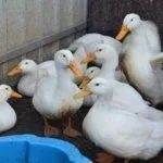 Содержание утки Стар 53