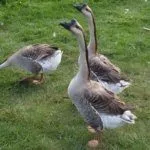 Серые китайские гуси