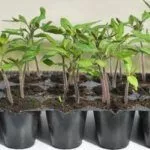 Рассада томатов