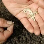 Посев семян огурцов в грунт