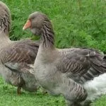 Тулузские гуси