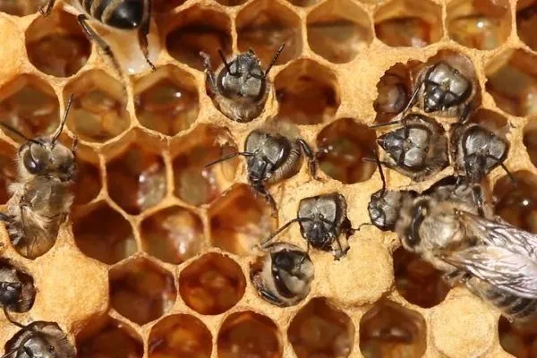 Пчелы вылазят из запечатанных ячеек
