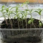 Выращивание рассады помидор