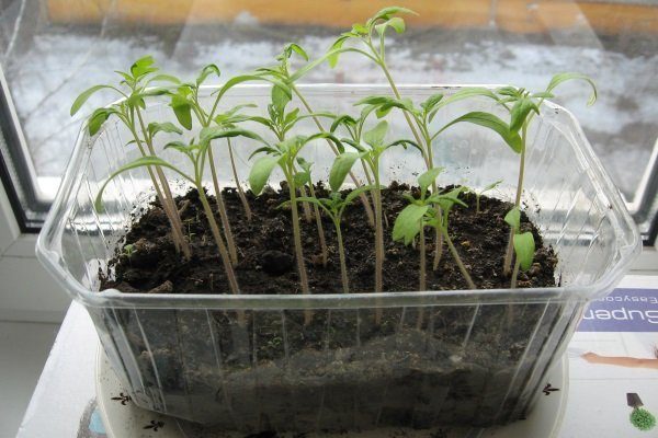 Выращивание рассады помидор
