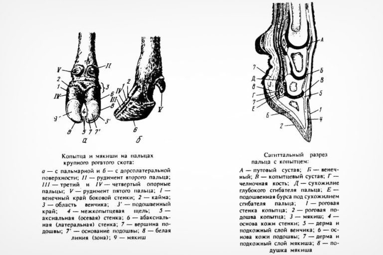 Какая часть копыта продуцирует листочковый рог