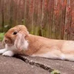 Взрослый кролик