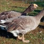 Тульские гуси