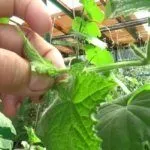 Прищипывание огурцов