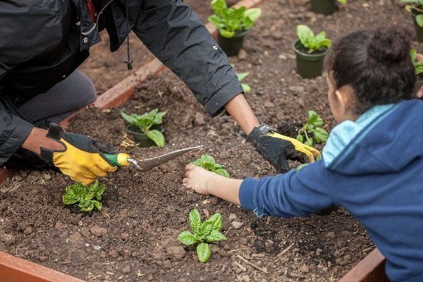Выращивание и уход за шпинатом в открытом грунте: всё от по��адки до сбораурожая