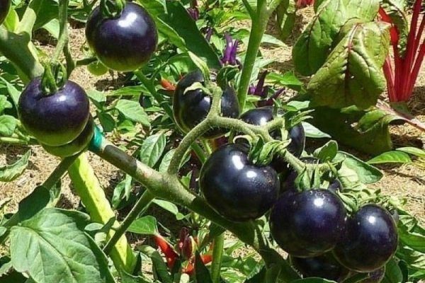 Томат Джекпот- описание, плюсы и минусы, выращивание и сбор урожая