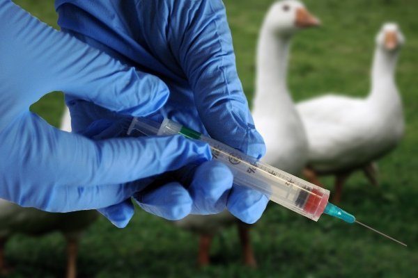 Вакцинация гусей