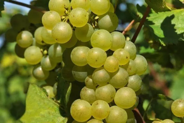 Сорта винограда по алфавиту (от А до Я) с фото и описанием