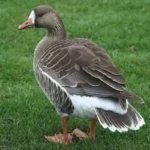 Белолобый гусь