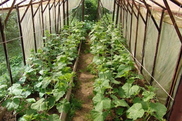 Выращивание огурцов в теплице: посадка, полив, подкормка, подвязывание,болезни, сбор урожая