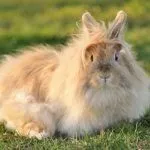 Ангорский кролик