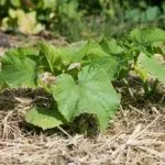 Мульчирование почвы под огурцами