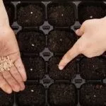 Сеем семена помидоров