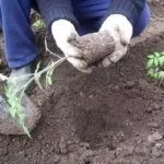 Высадка рассады