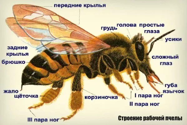 Строение рабочей пчелы