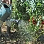 Полив помидоров