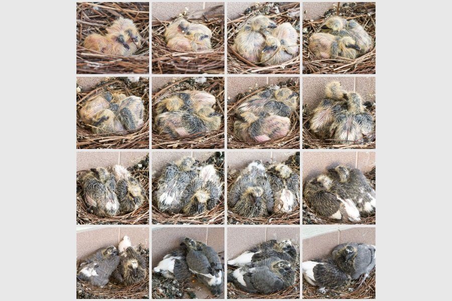 Все о птенцах голубя- описание новорожденных детенышей, как выкормить дома