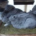 Советская шиншилла в клетке