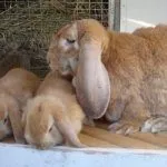 Кролик Баран