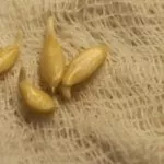 Проращивание семян огурцов