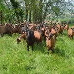 Чешские козы на пастбище