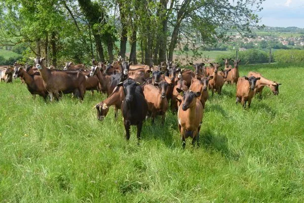 Чешские козы на пастбище