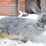 Содержание Серого великана зимой