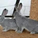 Разведение кроликов