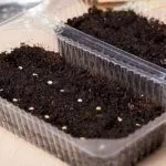 Прорастить семена помидор