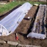 Посев огурцов под плёнкой