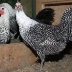 Содержание кур породы Брекель