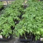 Рассада томатов в ящиках с землей