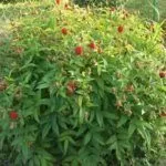 Куст Тибетской малины