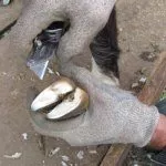 Обрезка копыт